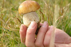 Herkunft Pilze
